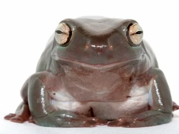 Whites-Tree-Frog-Amphibian