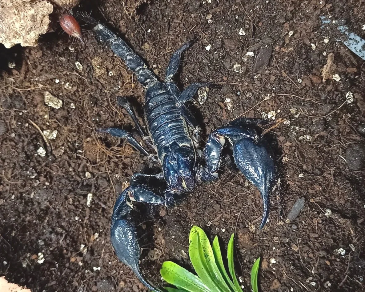 Malay forest scorp.jpg