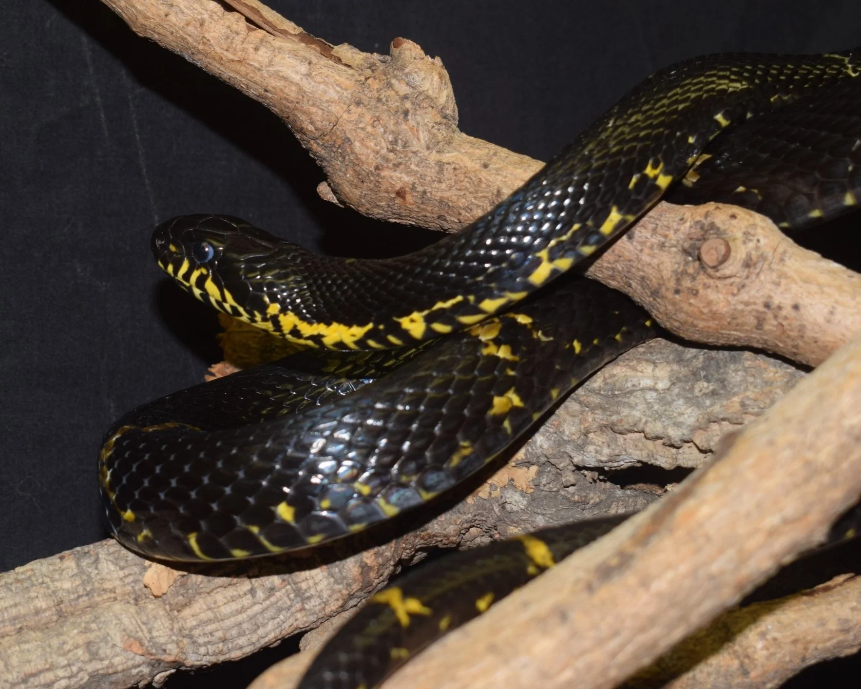 Russian Ratsnake - Elaphe Schrenkii