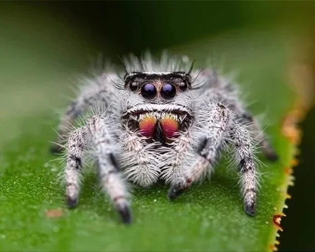 Bahama-White-jumping-spider-Phidippus-regius-Invertebrate