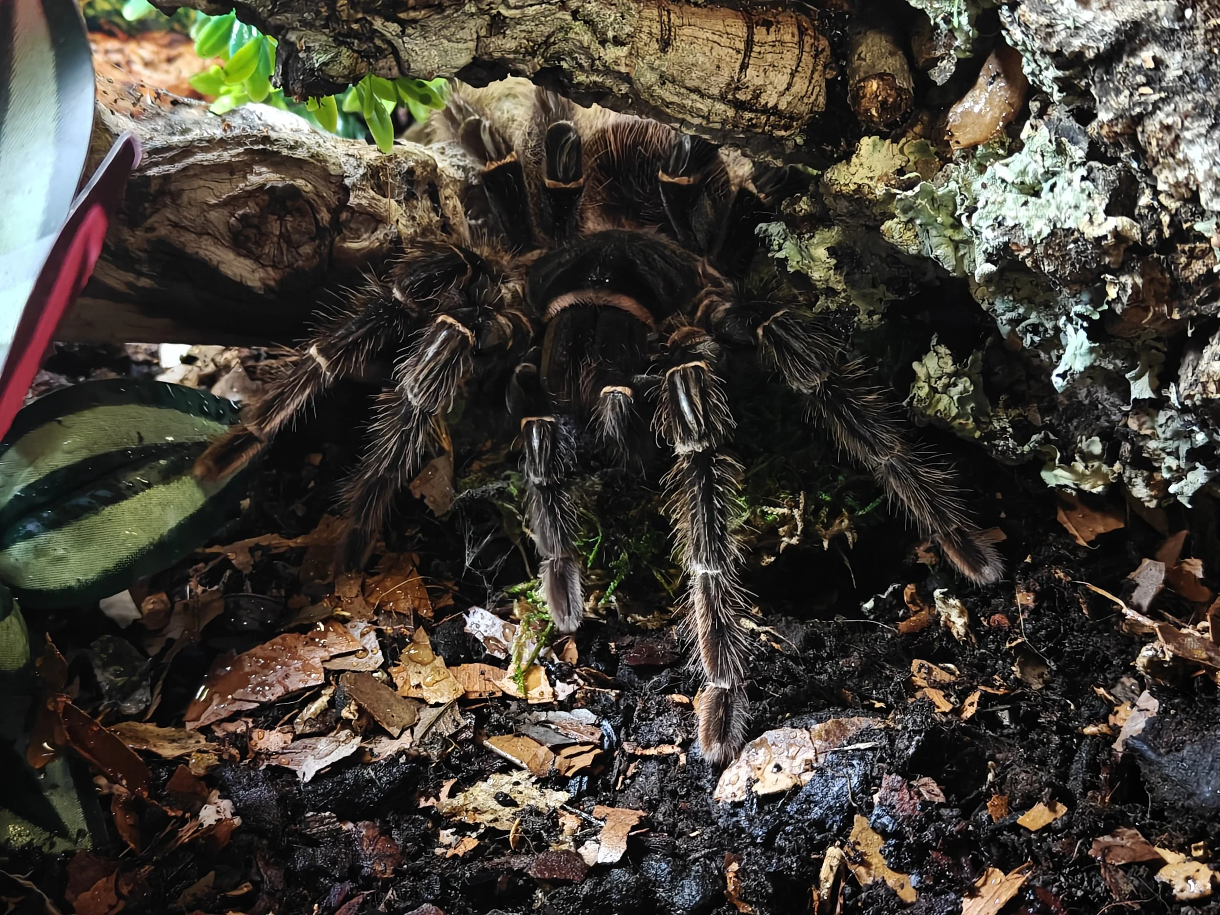 Salmon-Pink-Birdeater-Lasiodora-parahybana-Tarantula-Invertebrate
