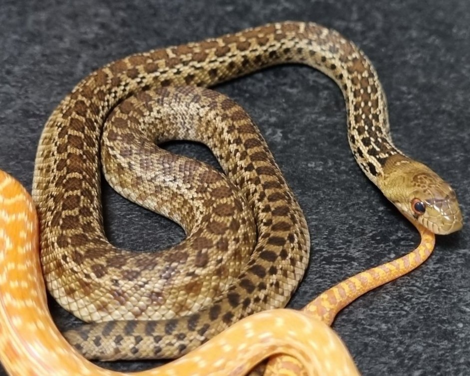 San Diego Gopher - Pituophis catenifer annectens