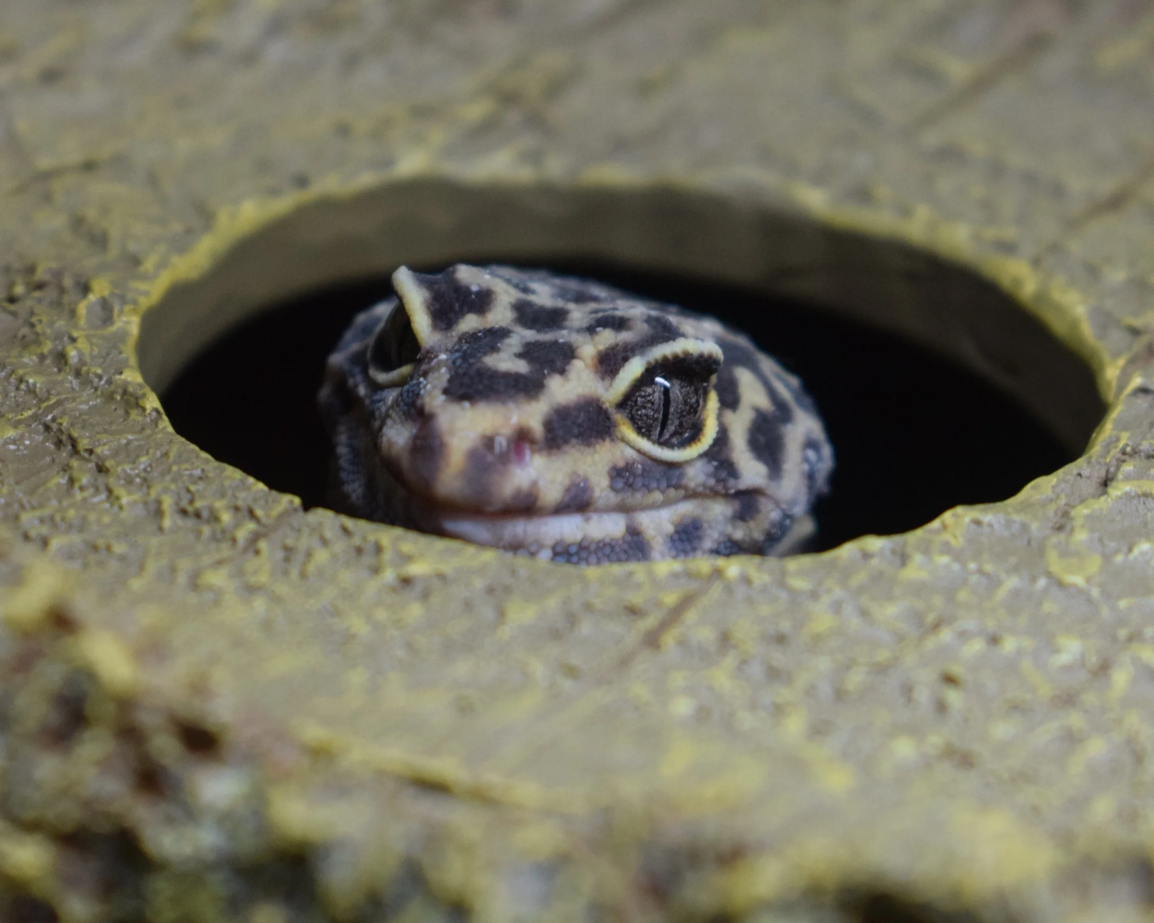A small gecko lizard partially visible inside a hole in a yellowish-green textured surface.