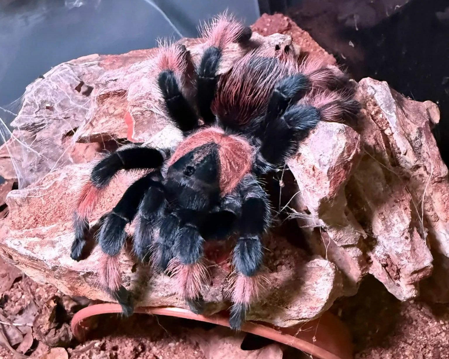 Mexican-Red-Leg-Brachypelma-emilia-Tarantula-Invertebrate
