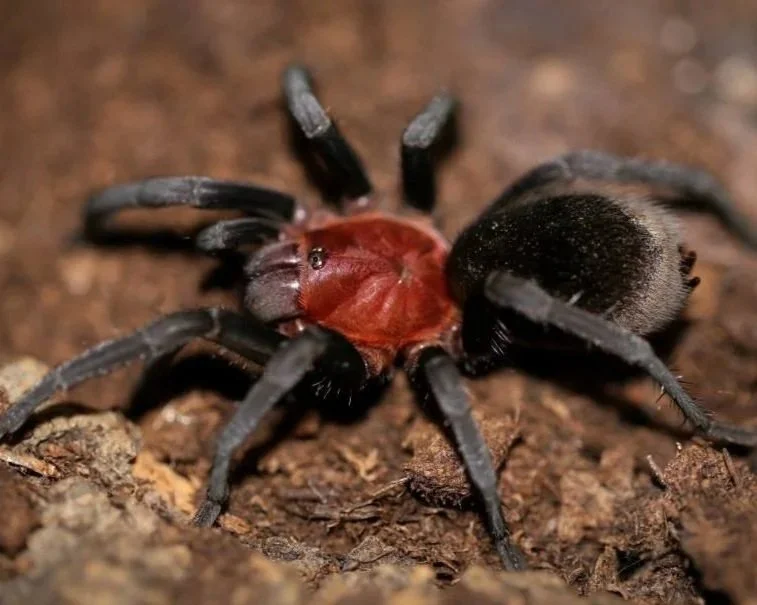 Brazilian-Redhead-Tarantula-Bumba-Cabocla-Tarantula-Spider-Amazon