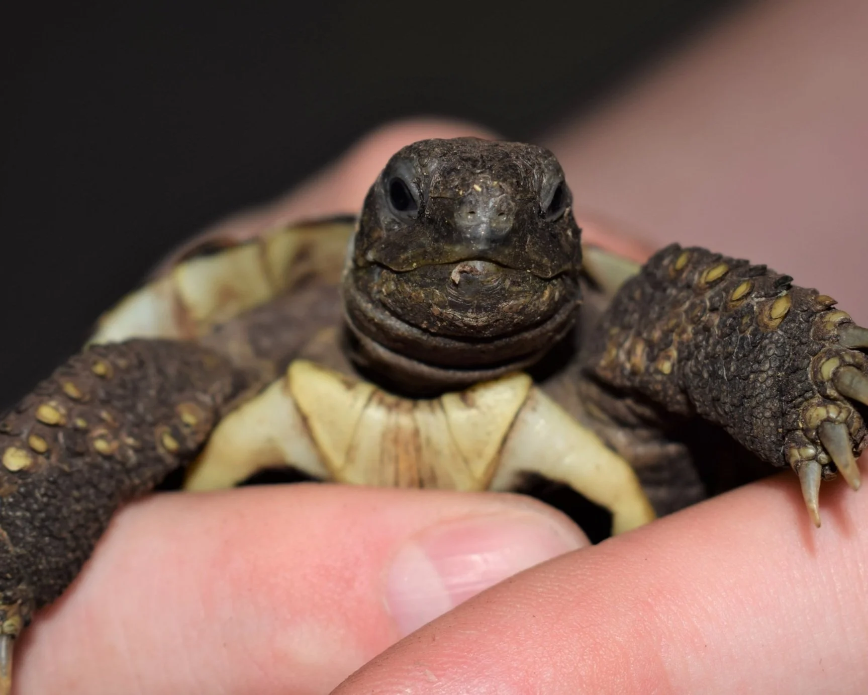 Tortoise-Beak-Trim