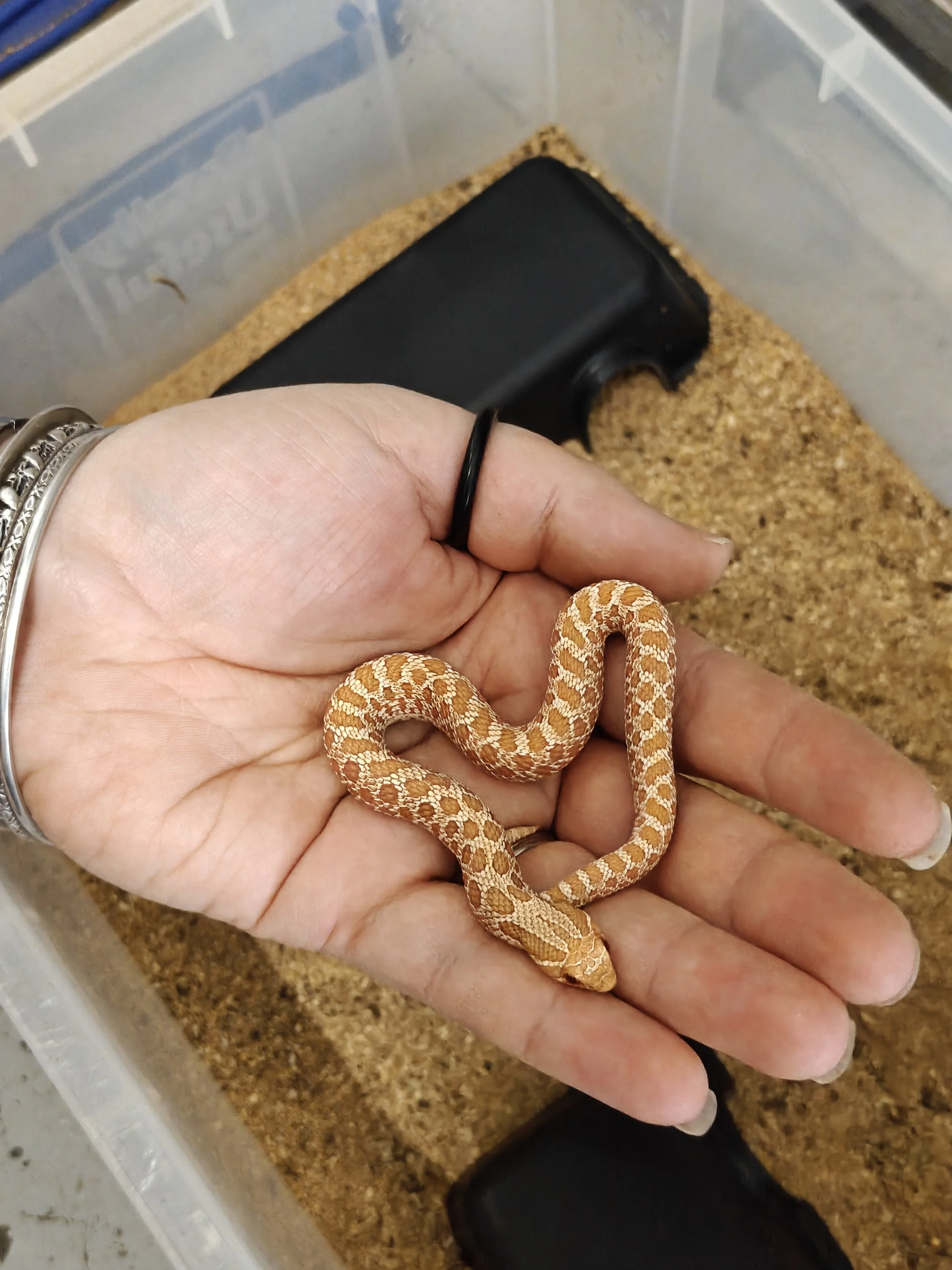 Albino Western Hognose Snake sitting on a hand