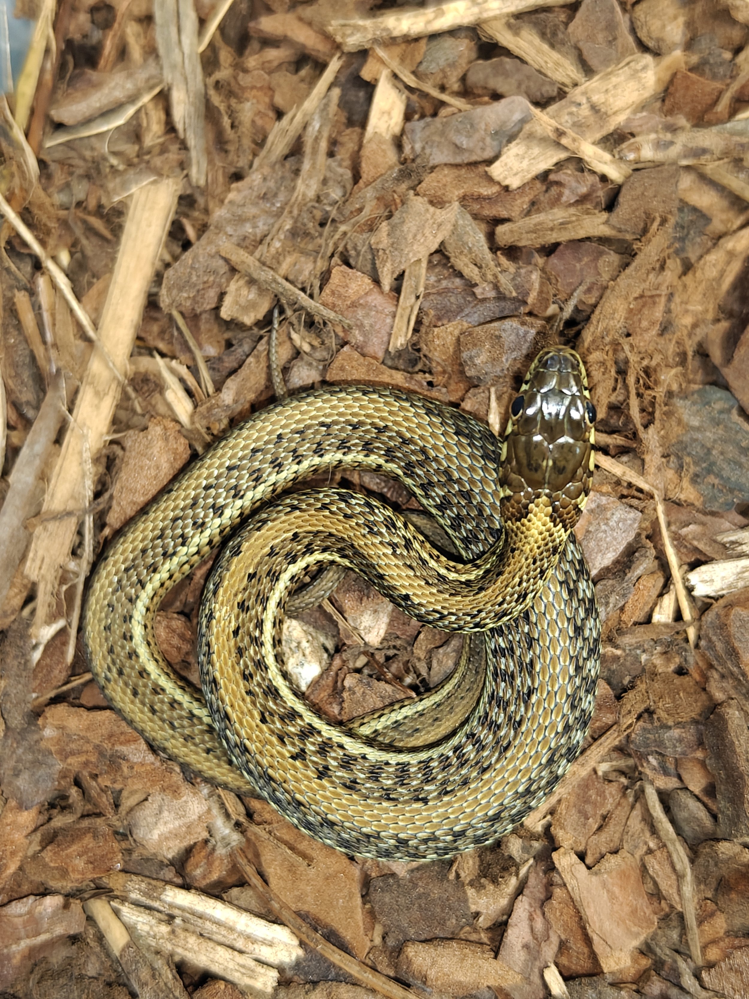 Scott's Mexican garter Snake on Substrate
