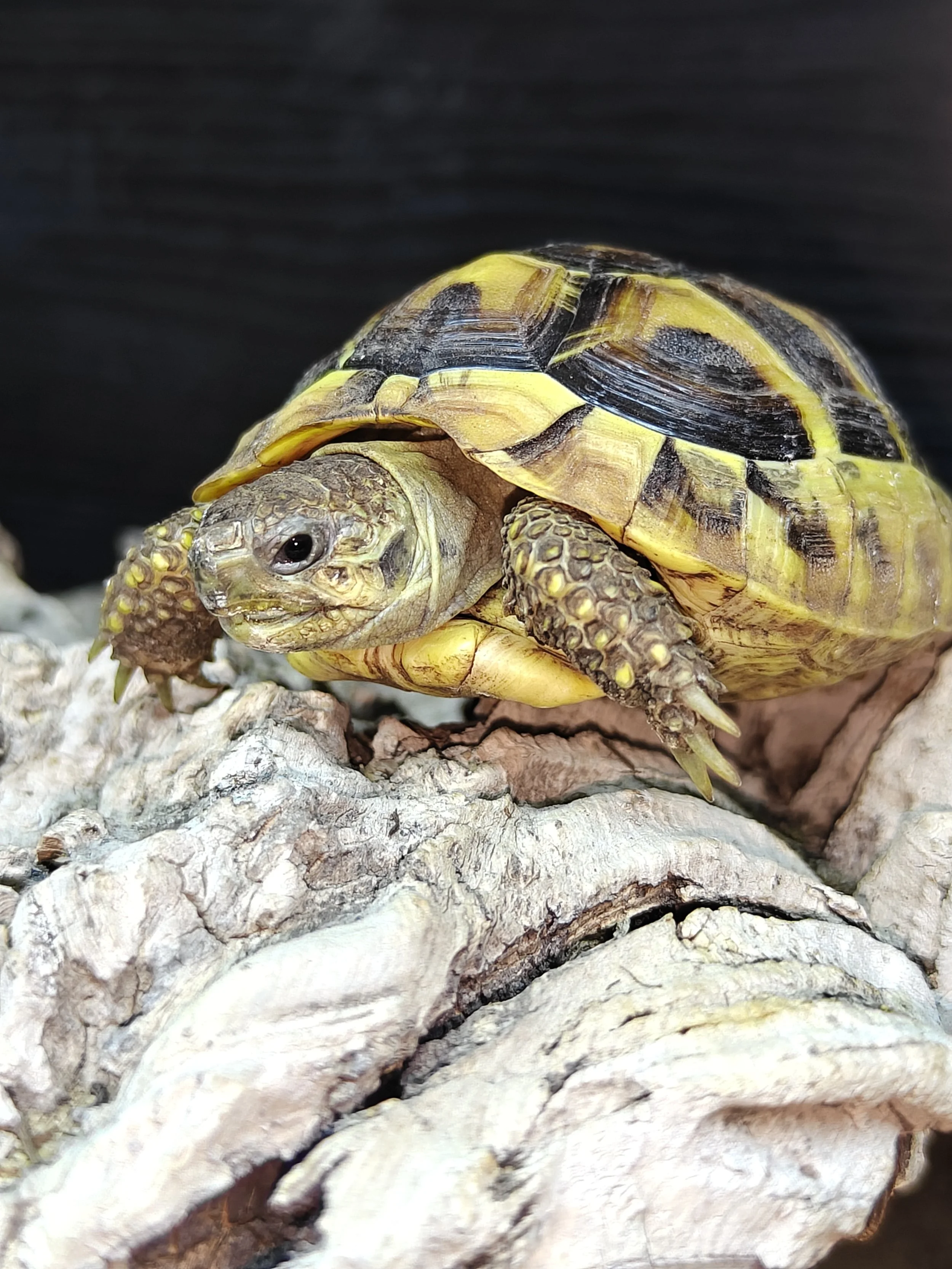 Tortoise-Hermanns-Testudo-Chelonia