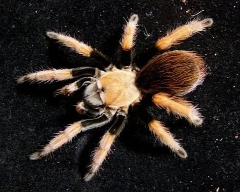 Close-up of a tarantula with its legs spread out on a black surface.