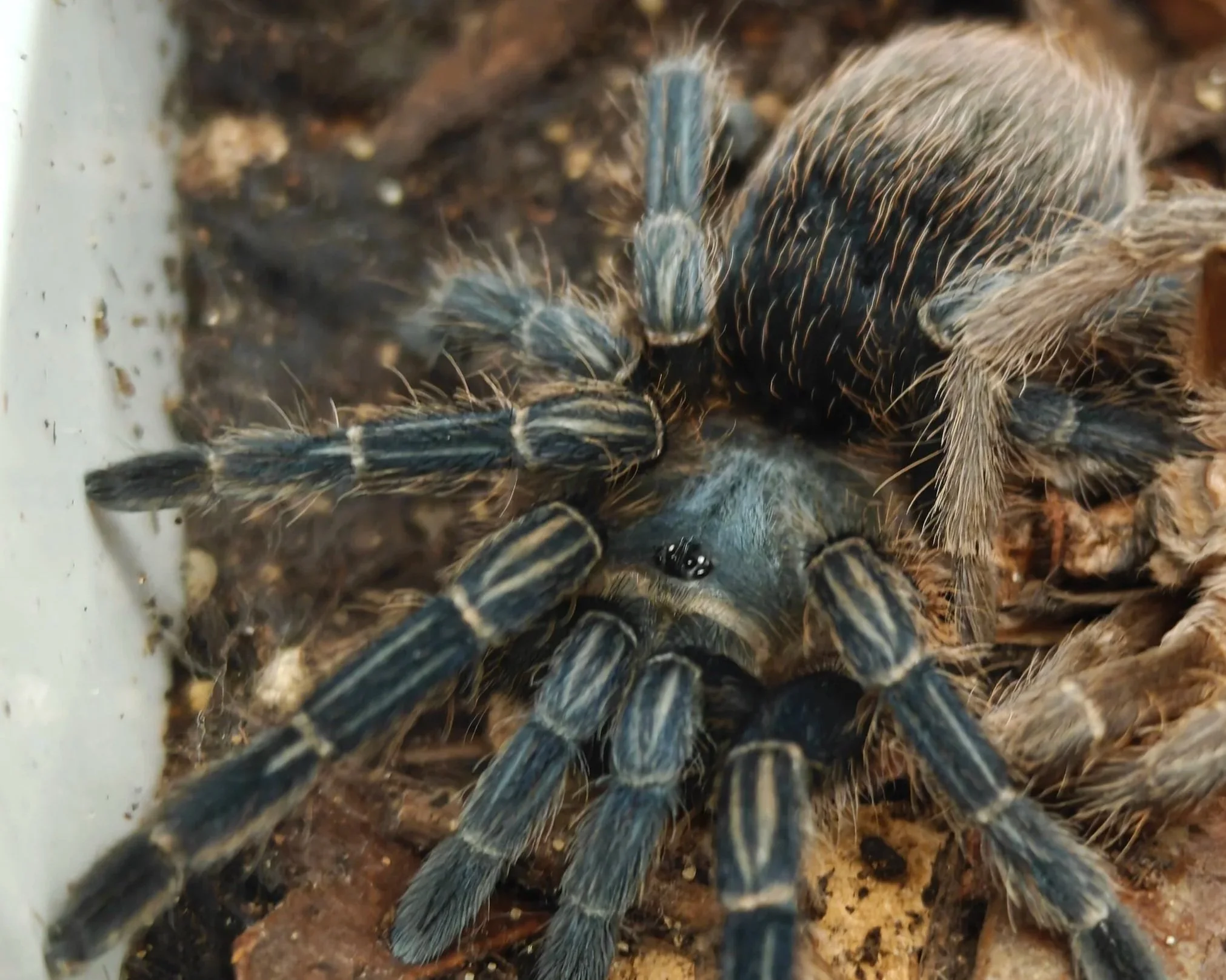 Stripe-Knee-Aphonopelma-seemanni-Tarantula-Invertebrate