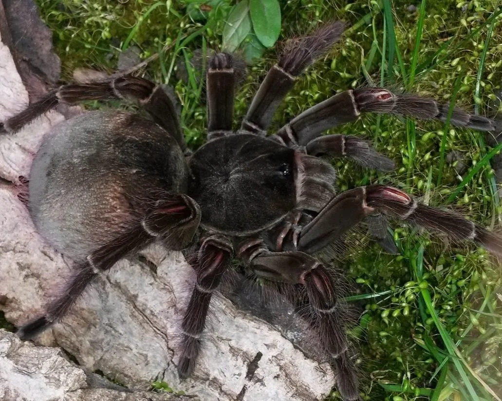 Goliath Birdeater