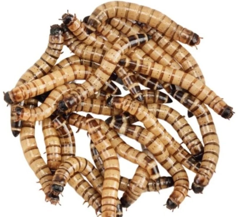 Cluster of Morioworm Livefood with brown and black stripes