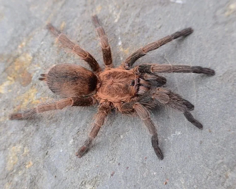 Brazilian-Bronze