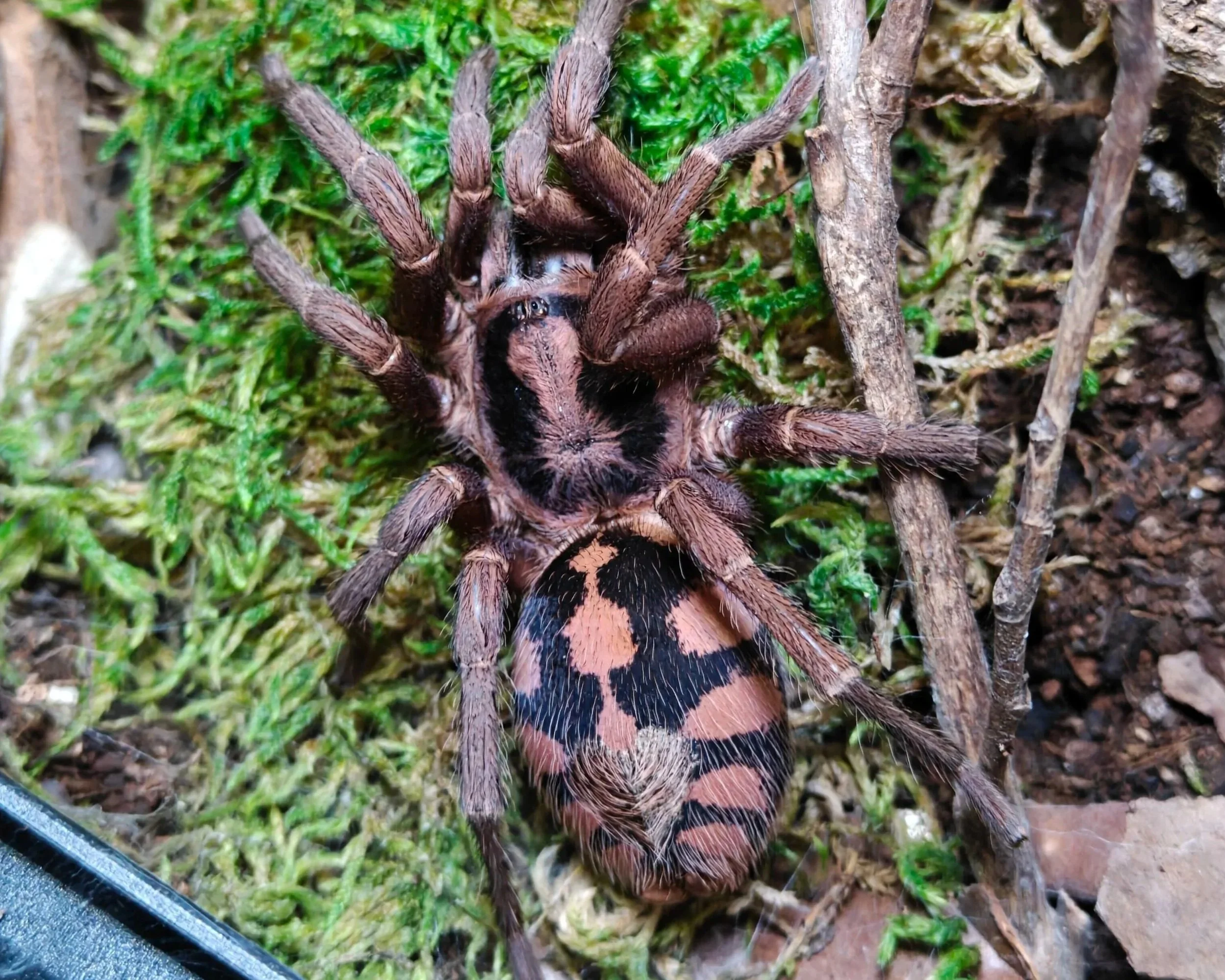 Pumpkin-Patch-Hapalopus-formosus-Tarantula-Invertebrate