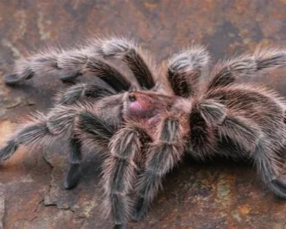 Chile-Rose-Grammostola-Porteri