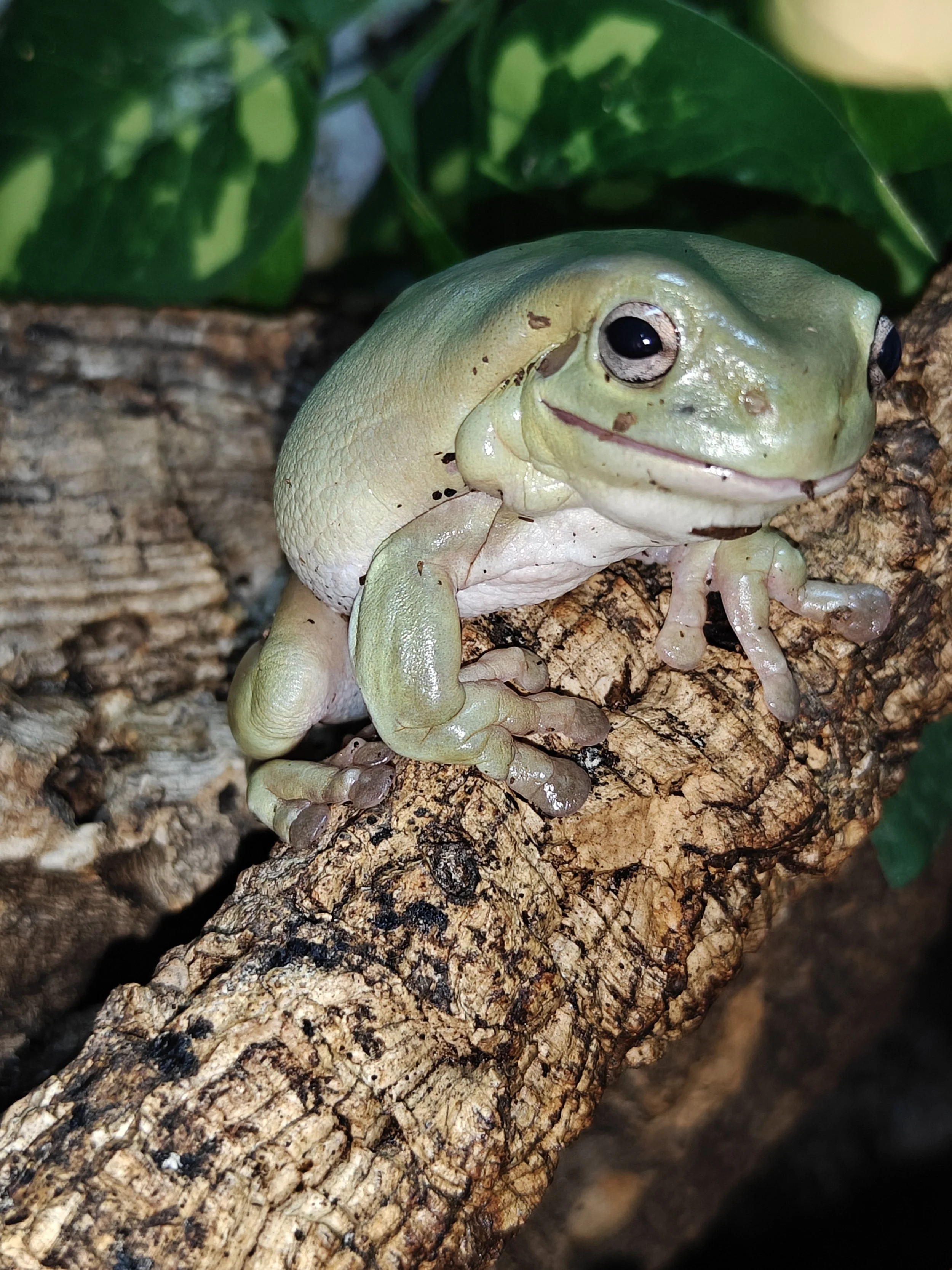 Close-up of a green whites tree frog on a tree branch surrounded by green leaves.