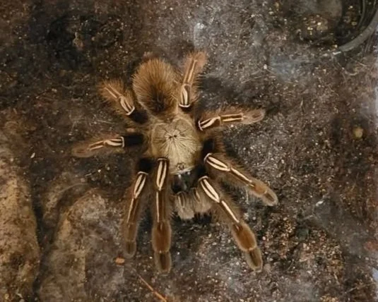A tarantula with a fuzzy body and striped legs resting on dark soil.