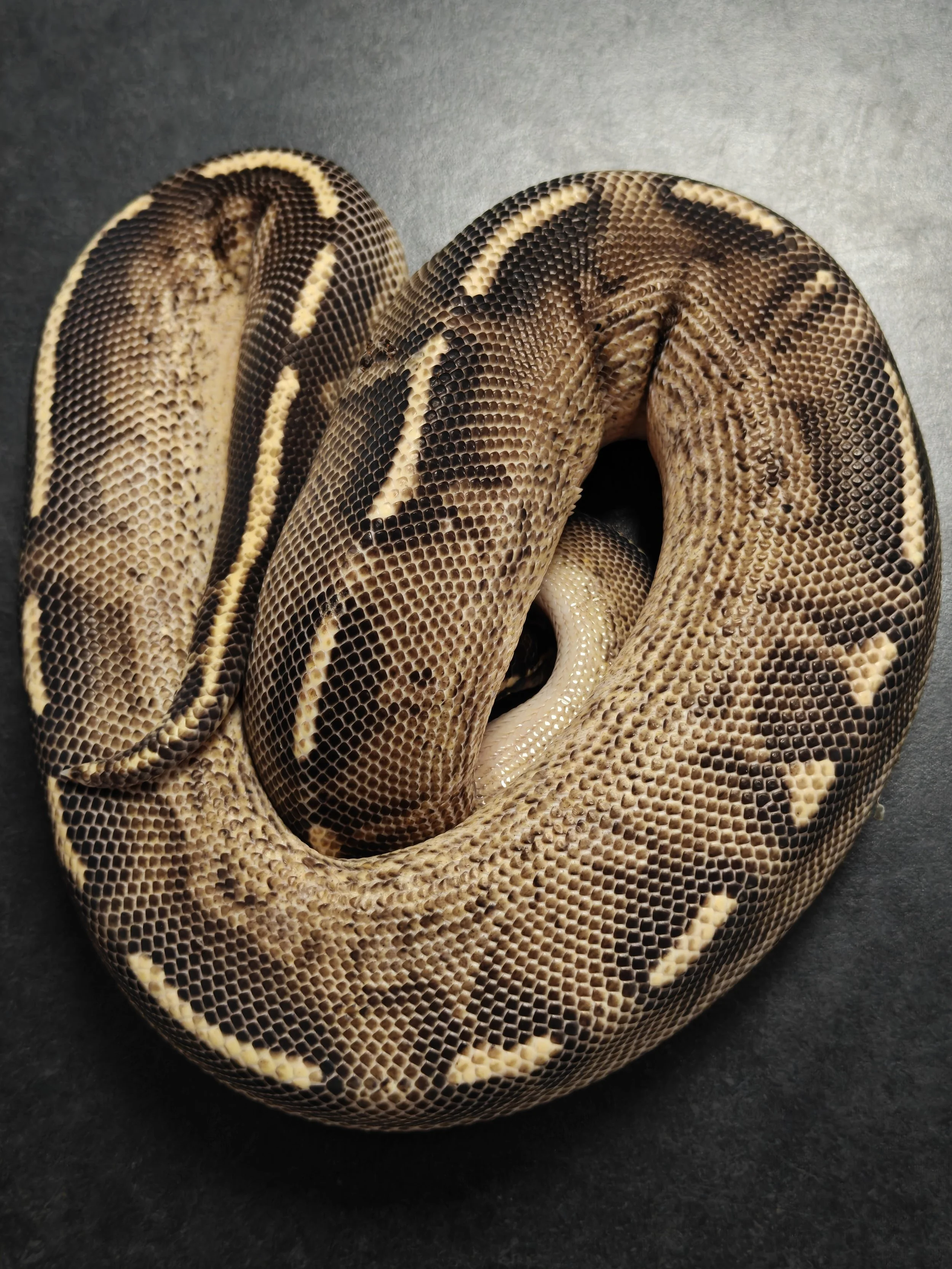 Highway Royal Python in a ball