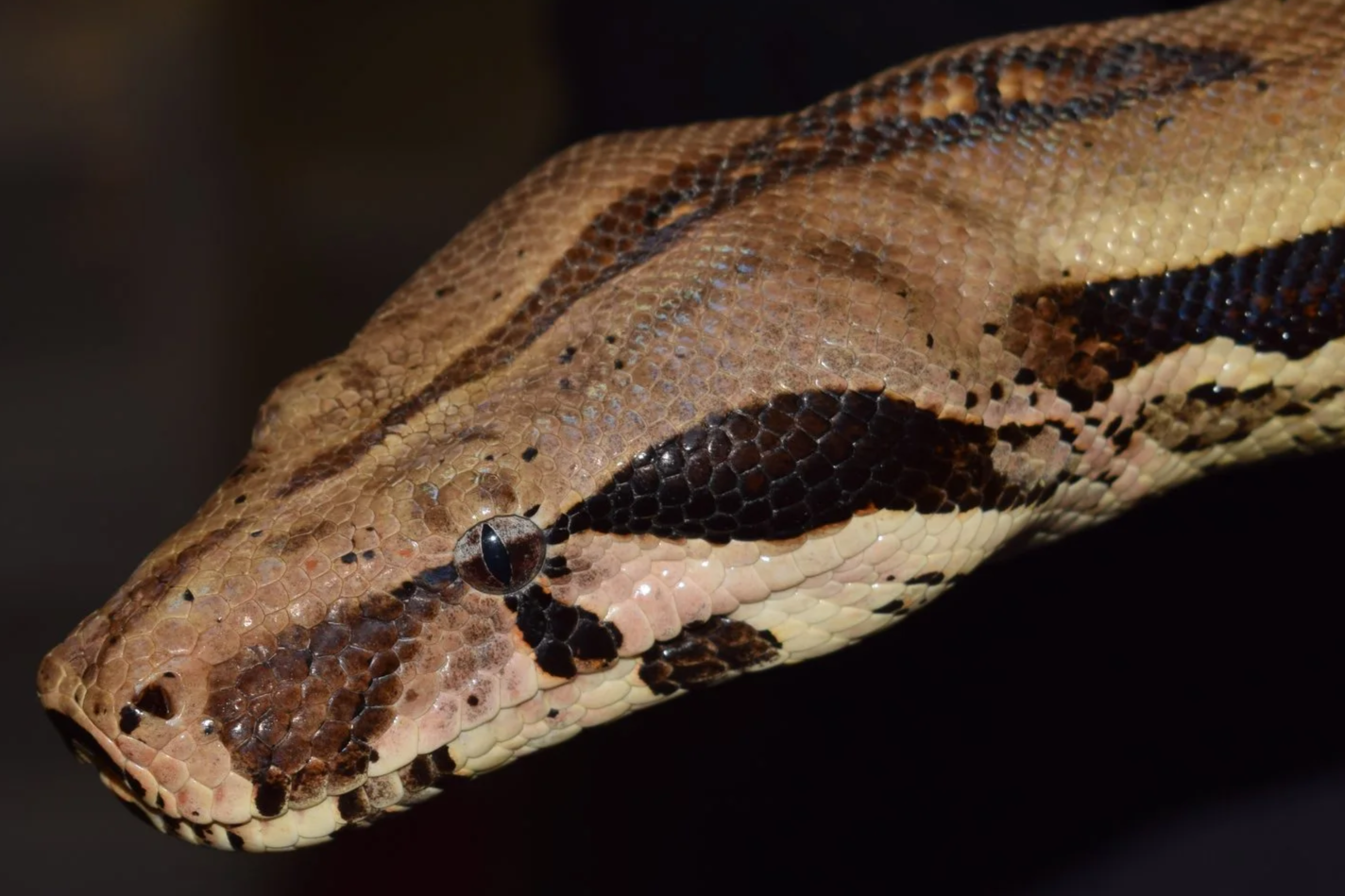 Close-up of a Boa Constrictors head and body, showing patterned scales in tan, black, and cream colours.