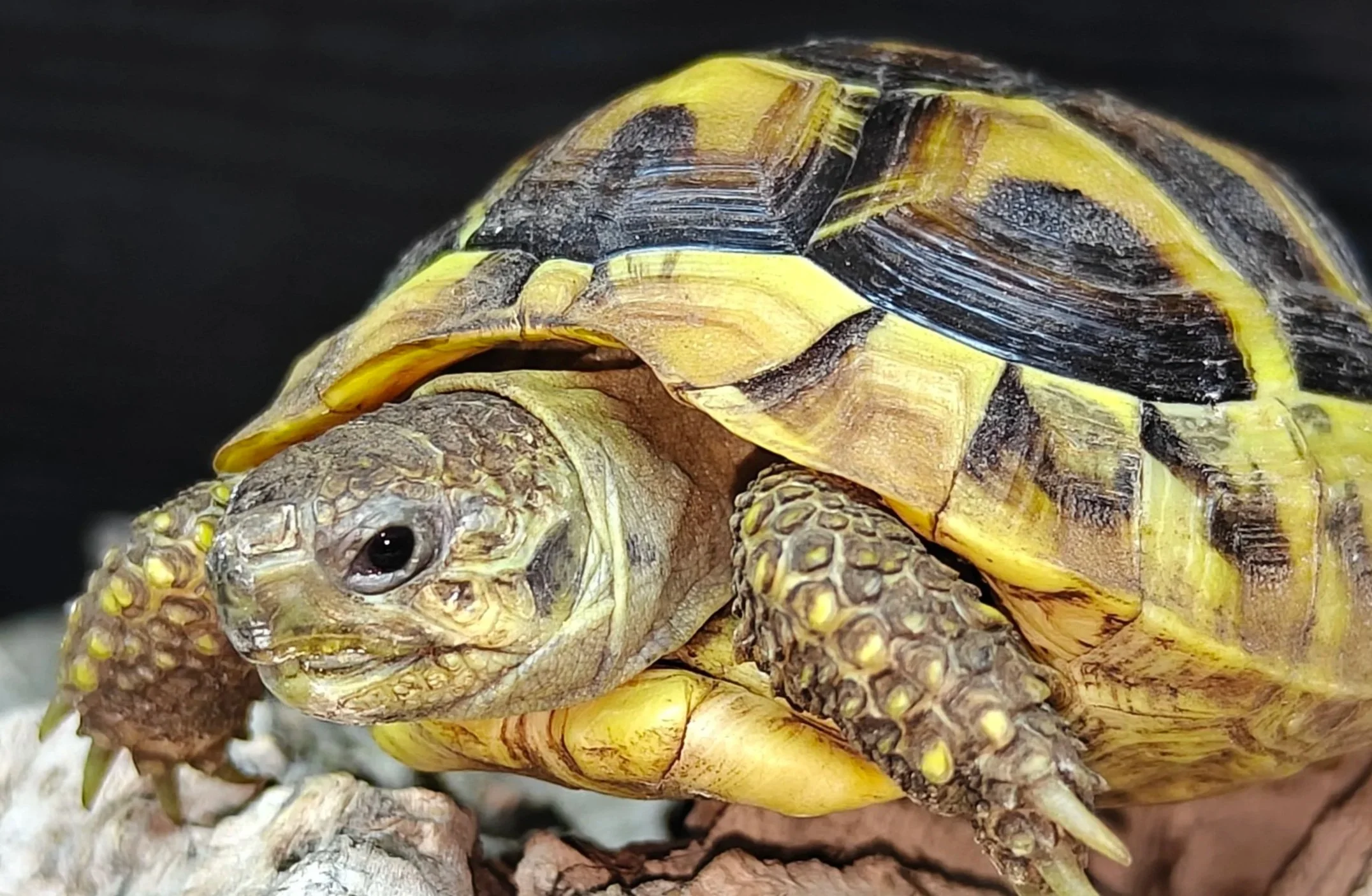 A young Hermanns Tortoise on a piece of wood