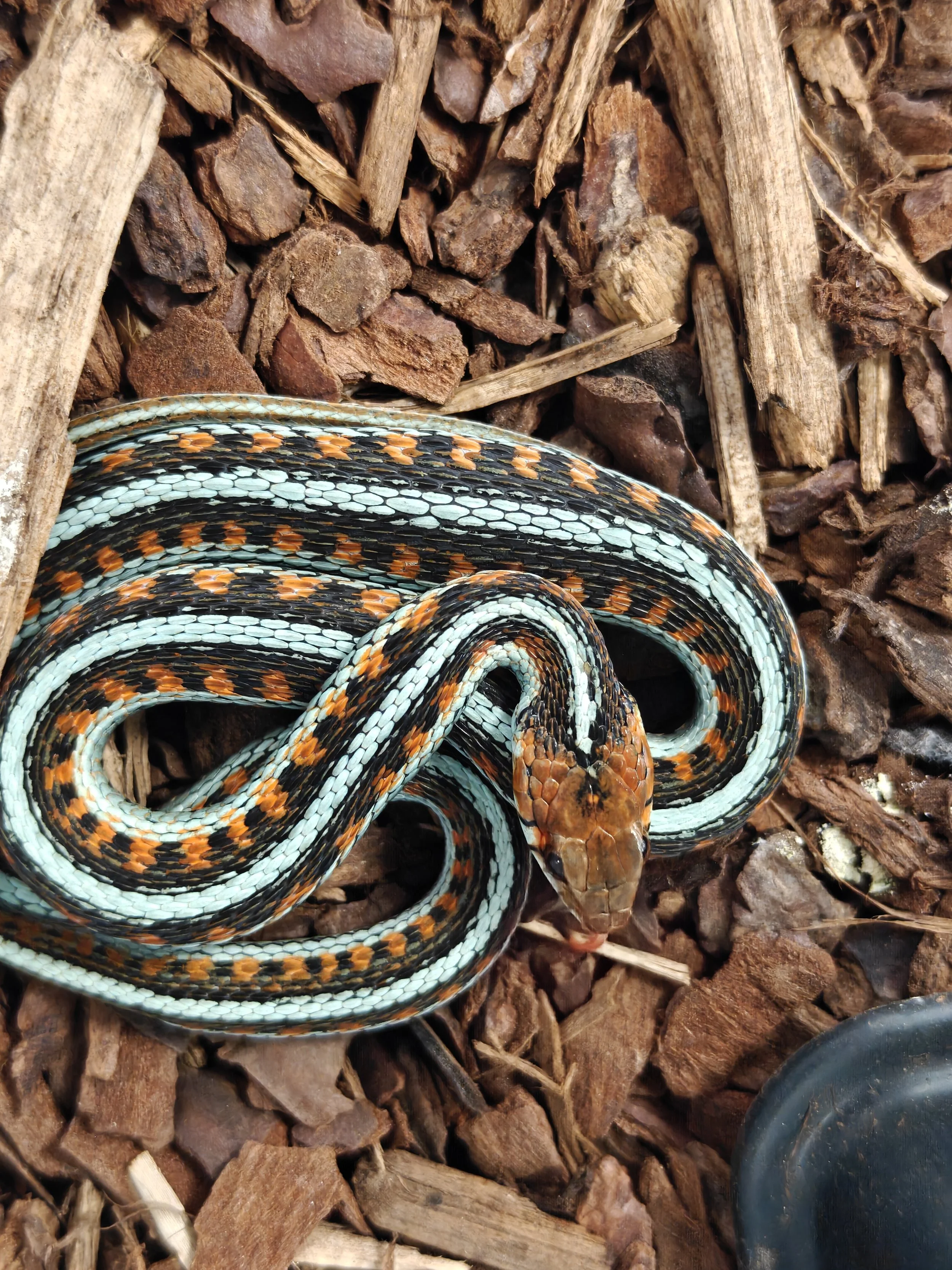 California red-sided garter snake Thamnophis sirtalis infernalis