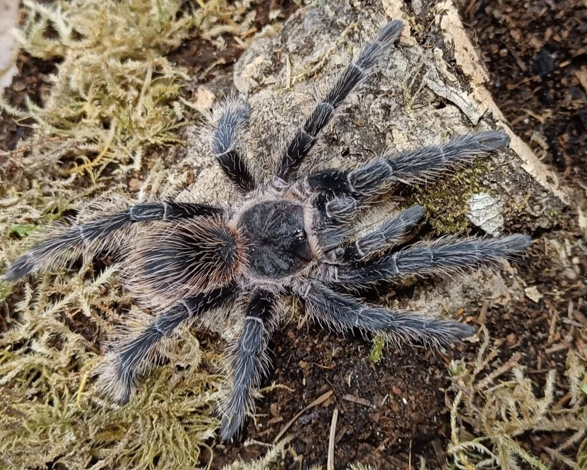 Bahia-grey-birdeater-Lasiodora-striatipes-Tarantula-invertebrate