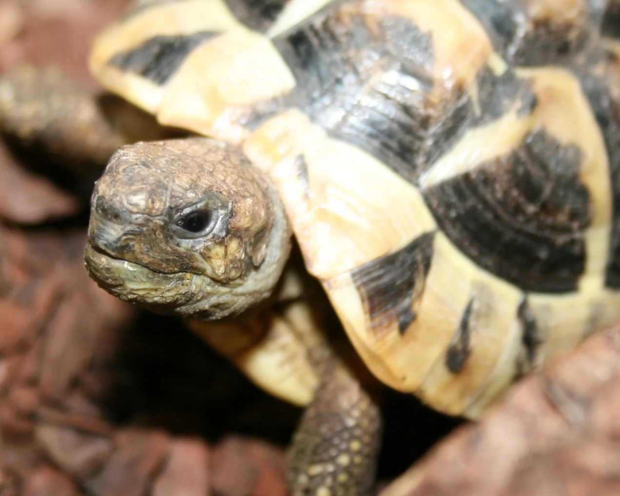 Close-up of a small baby turtle with a yellow and dark shell on a natural ground surface.