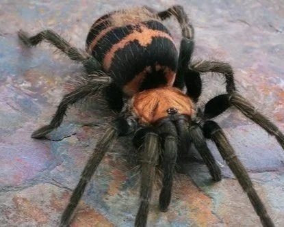 Costa-Rican-Tiger-Rump-tarantula-Cyclosternum-fasciatum-Davus-fasciatus