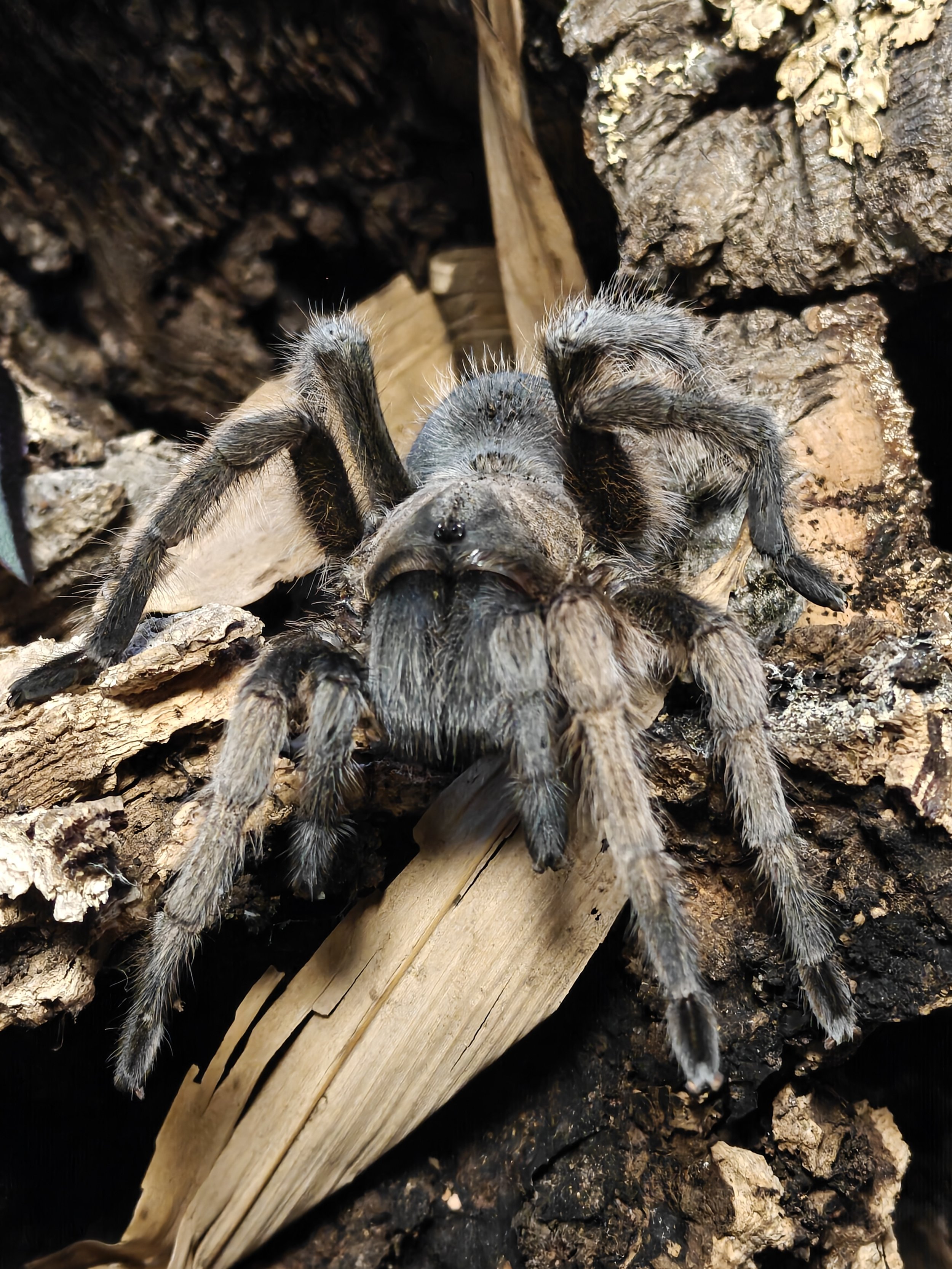 Texas-Brown-Aphonopelma-hentzi-Tarantula-Invert