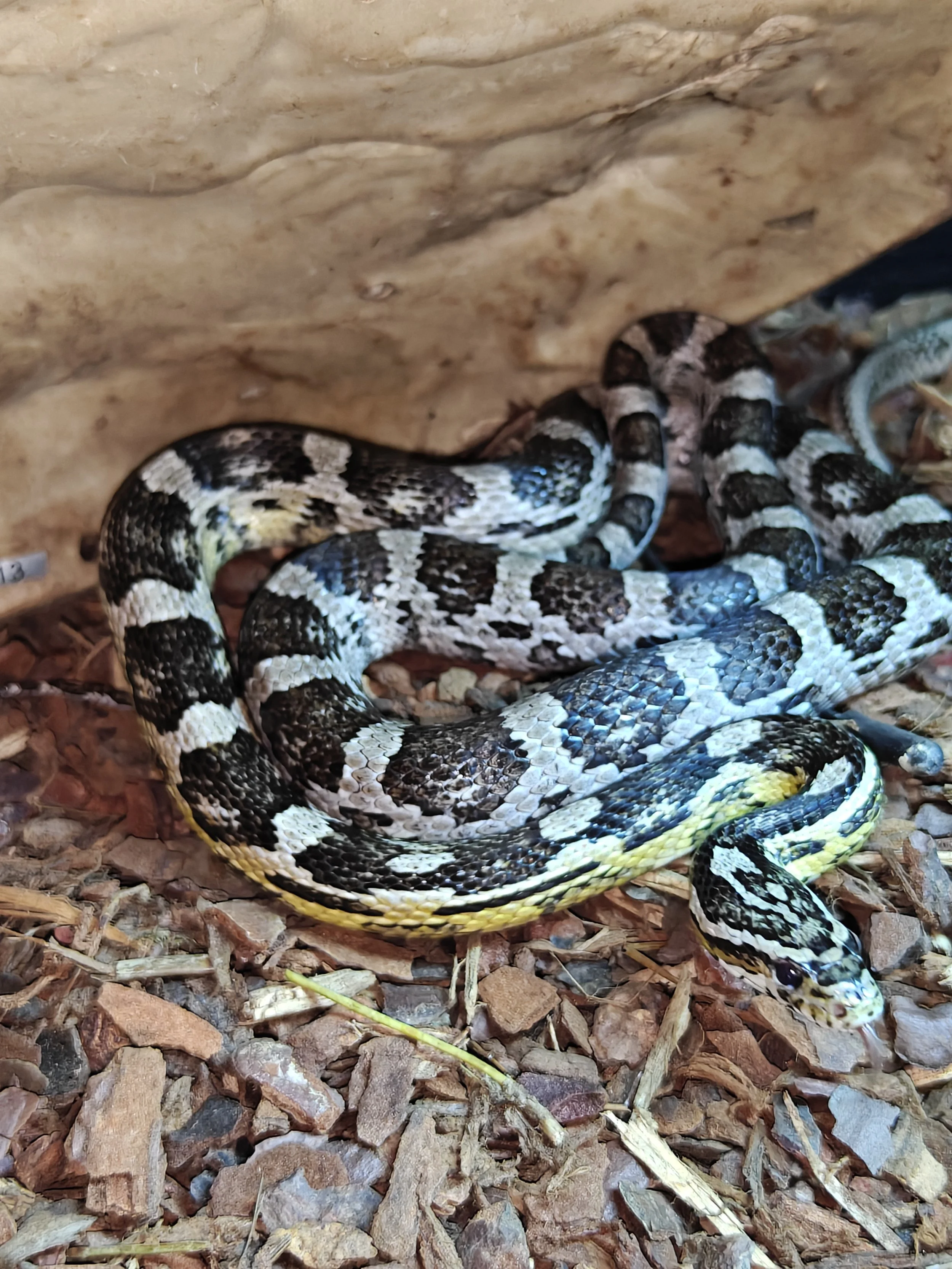 Corn snake sitting under a cave