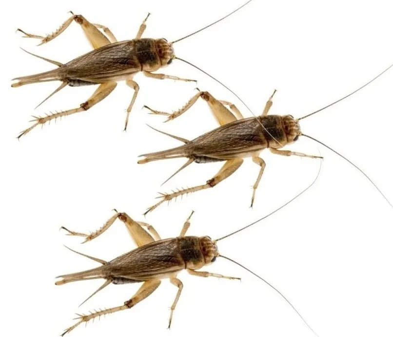 Three Cricket livefoods positioned on a white background.