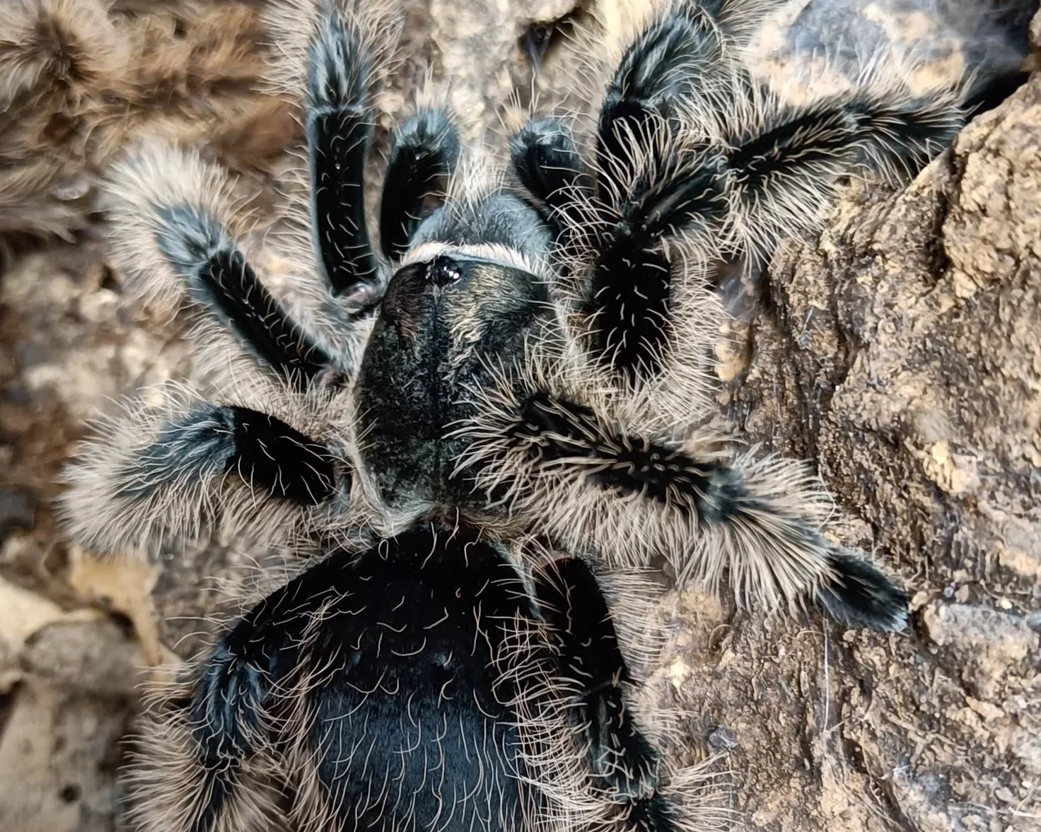 Curly-Hair-Tarantula-Spider-Tlitocatl-albopilosus