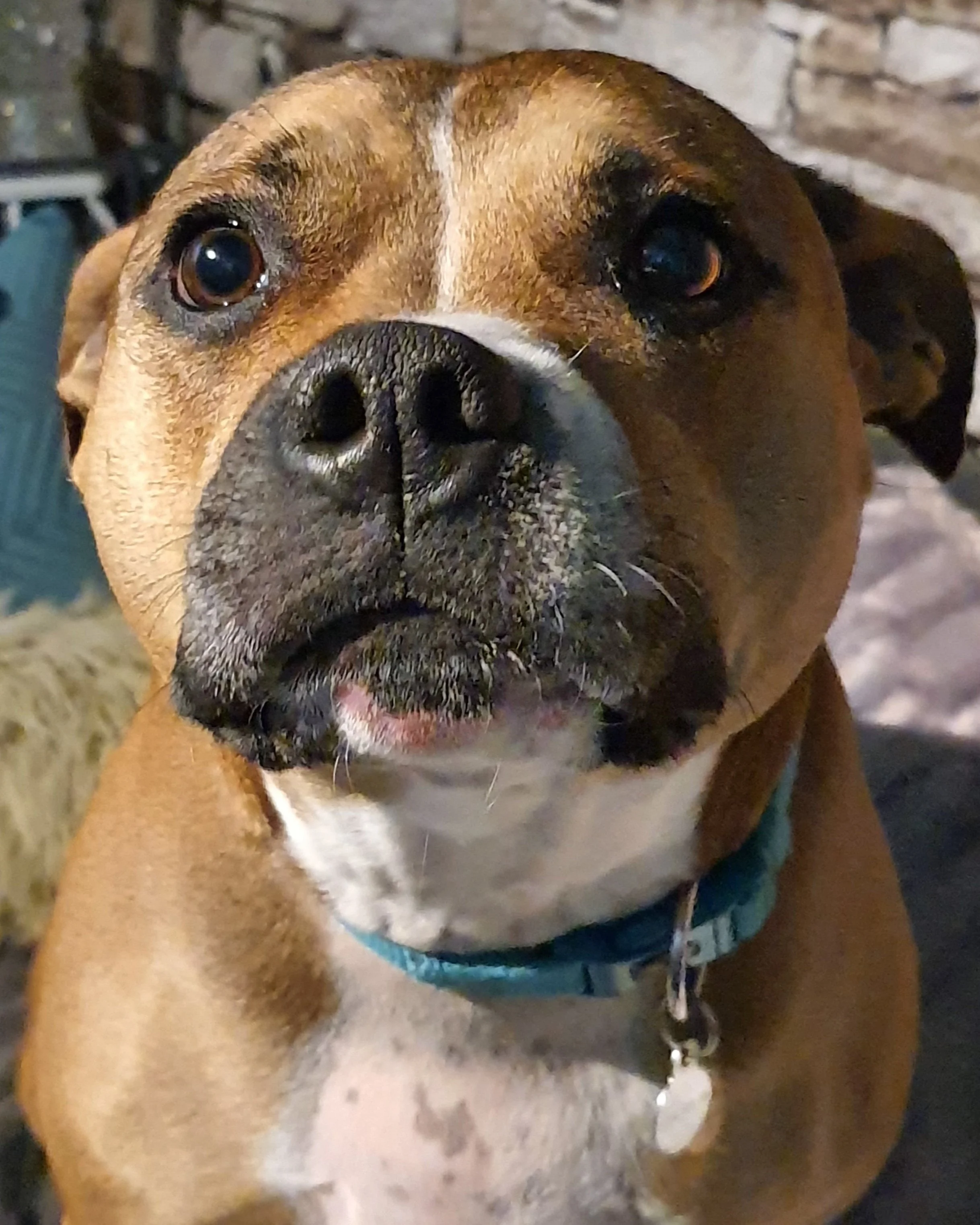 Close-up of a brown dog with a black nose and expressive eyes, wearing a teal collar, standing on a concrete floor with a brick wall in the background.