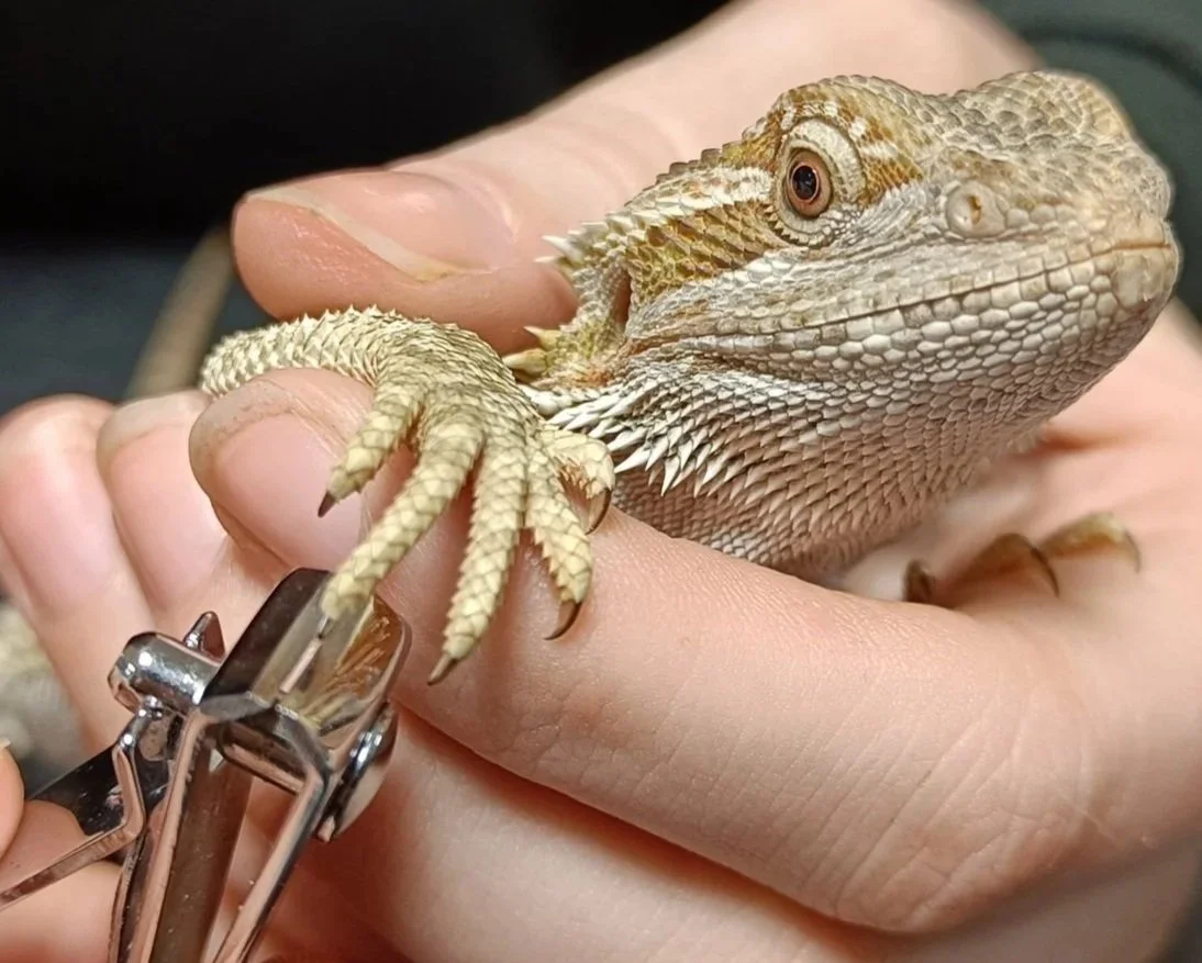 Nail-Cutting-Lizard-Tortoise