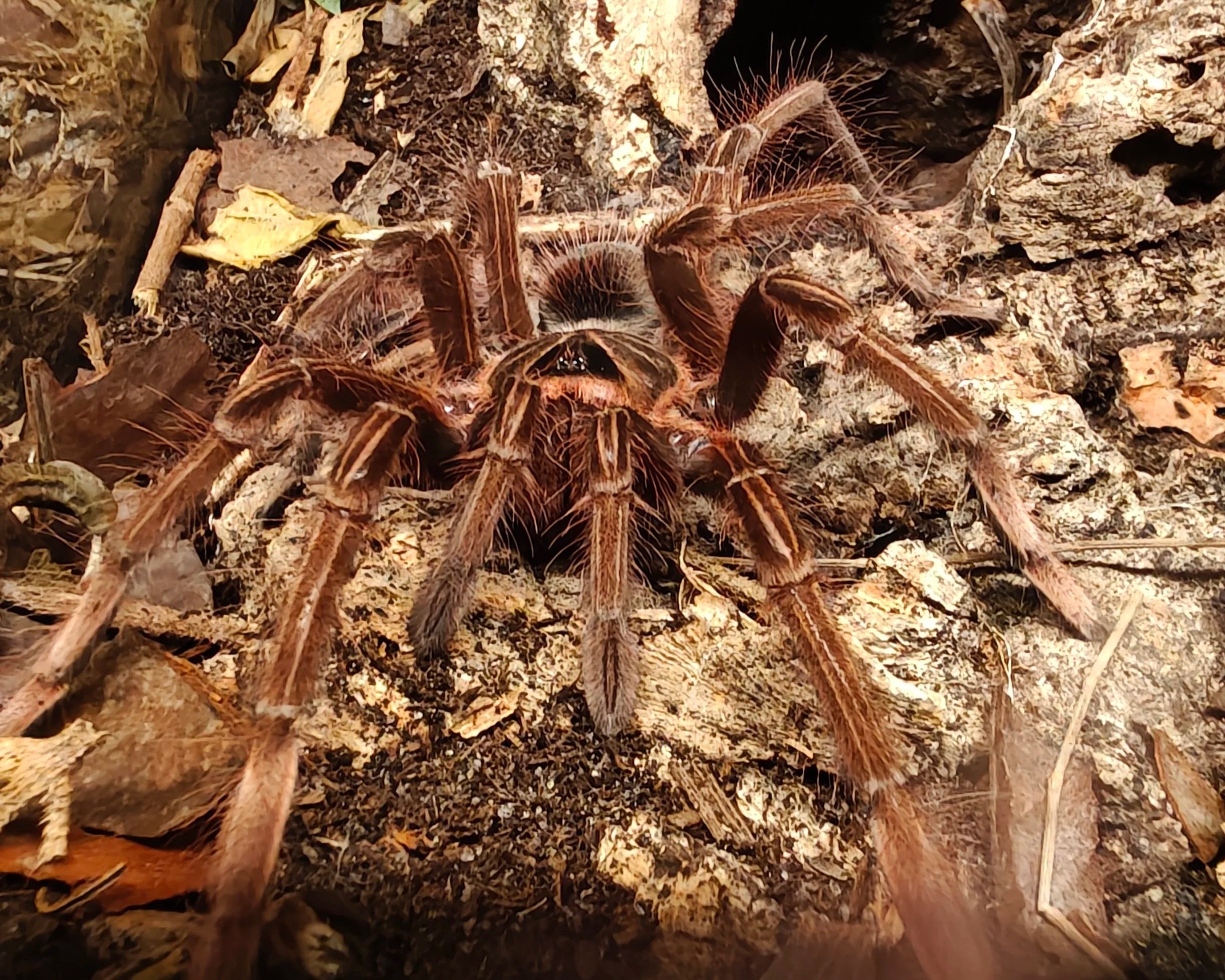 Pink-Foot-Goliath-Theraphosa-apophysis-Tarantula-Invertebrate