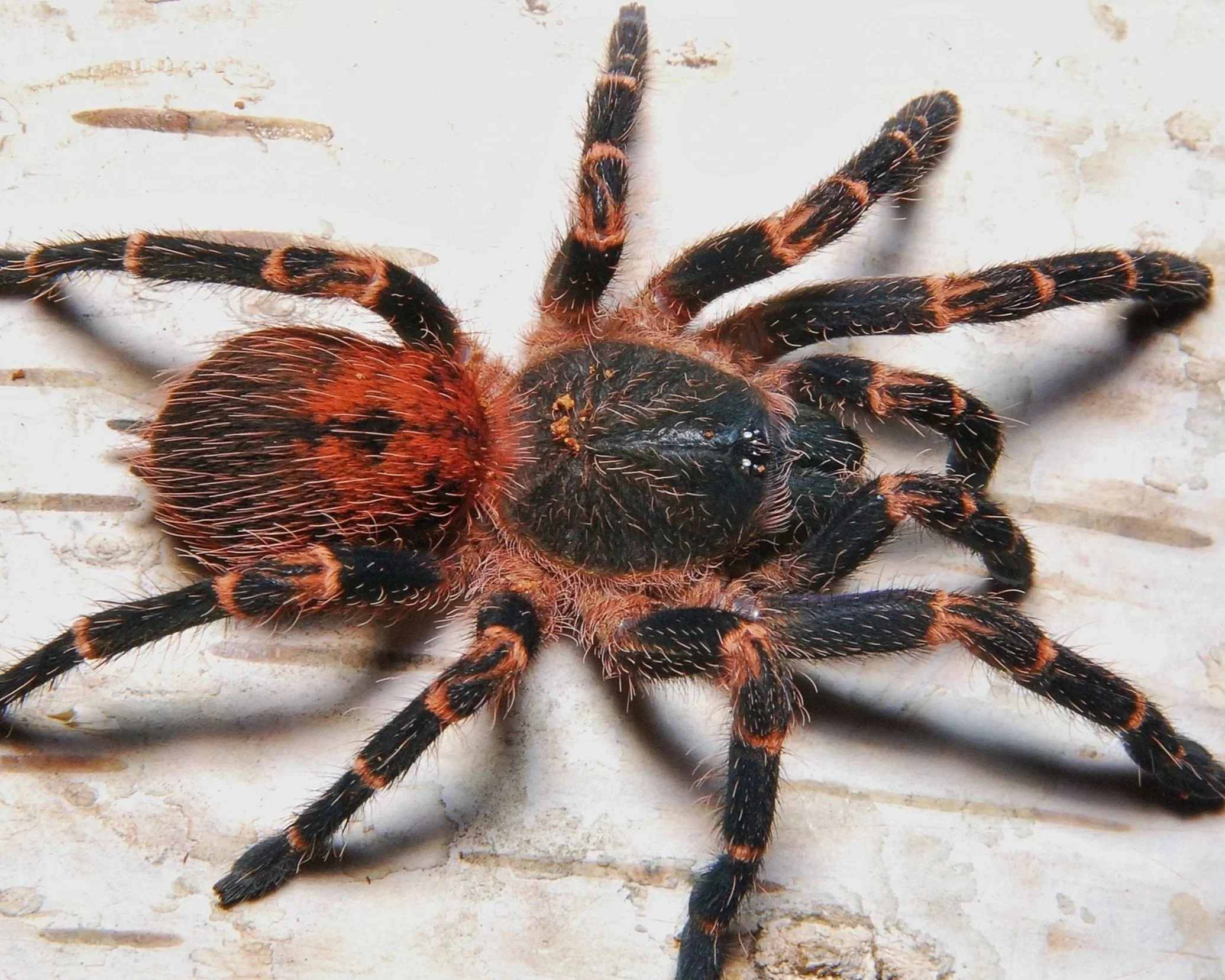 Gold-banded-Starburst