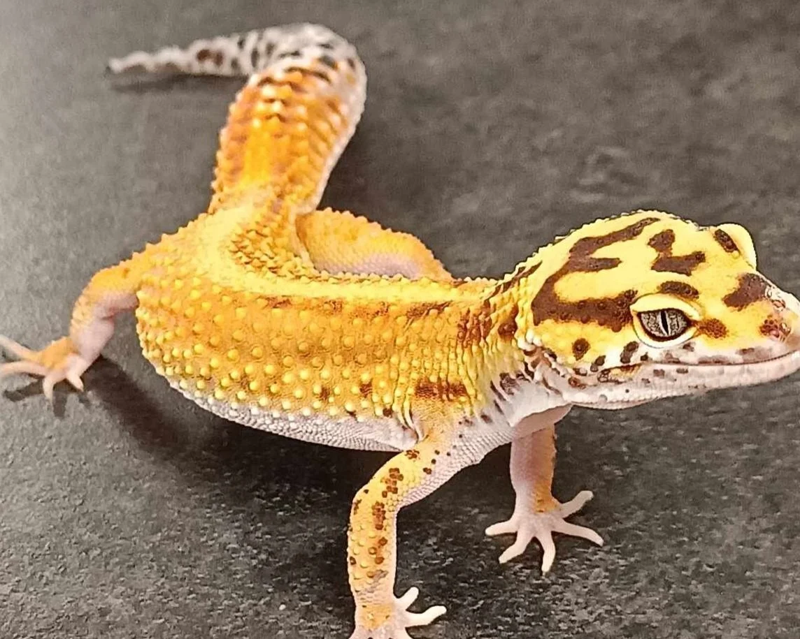 Leopard-Gecko-Lizard