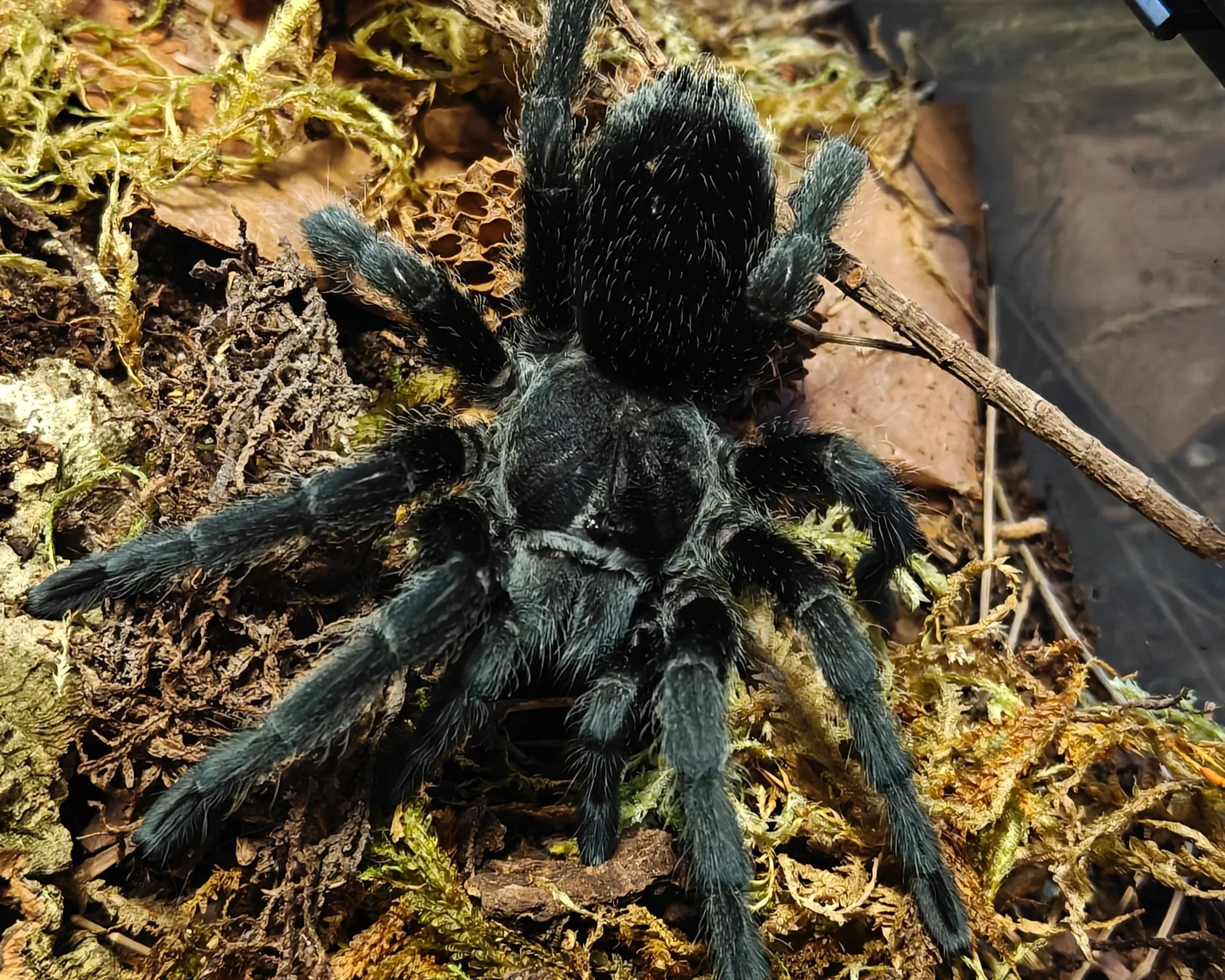 Close-up of a black tarantula with hairy legs crawling over moss and dried leaves on the forest ground.