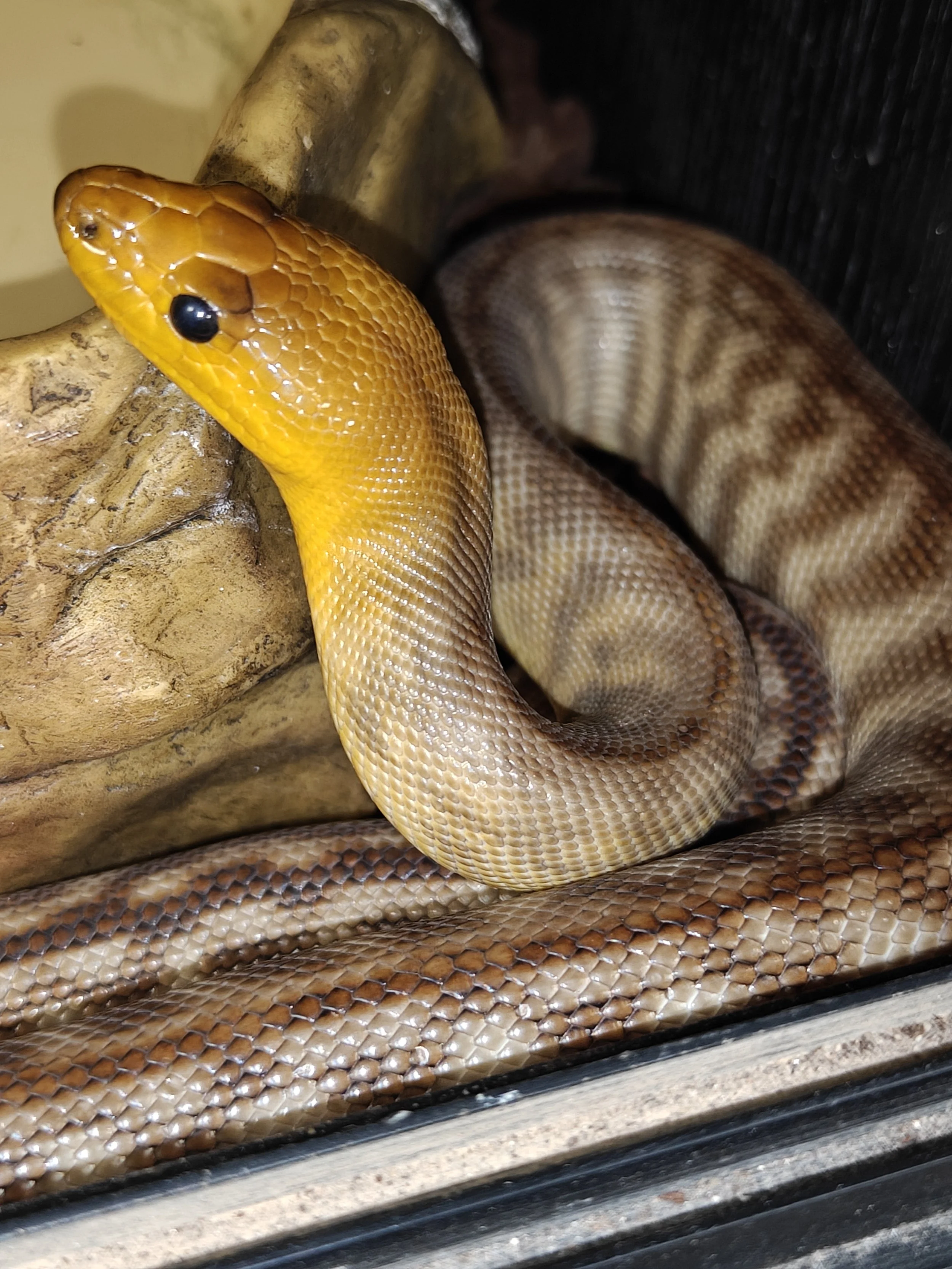 Woma Python Aspidites ramsayi