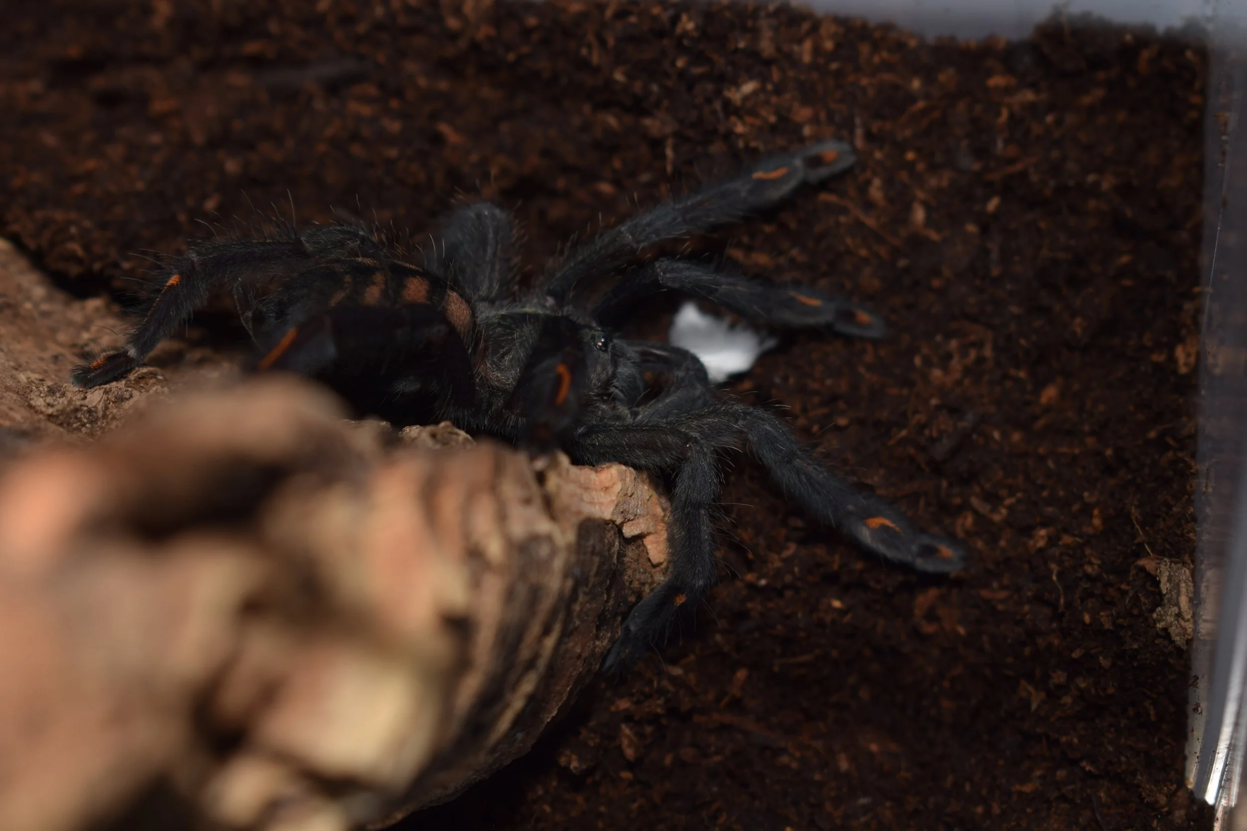 Venezuelan-Sun-Tiger-Tarantula-Spider-Psalmopoeus-irminia