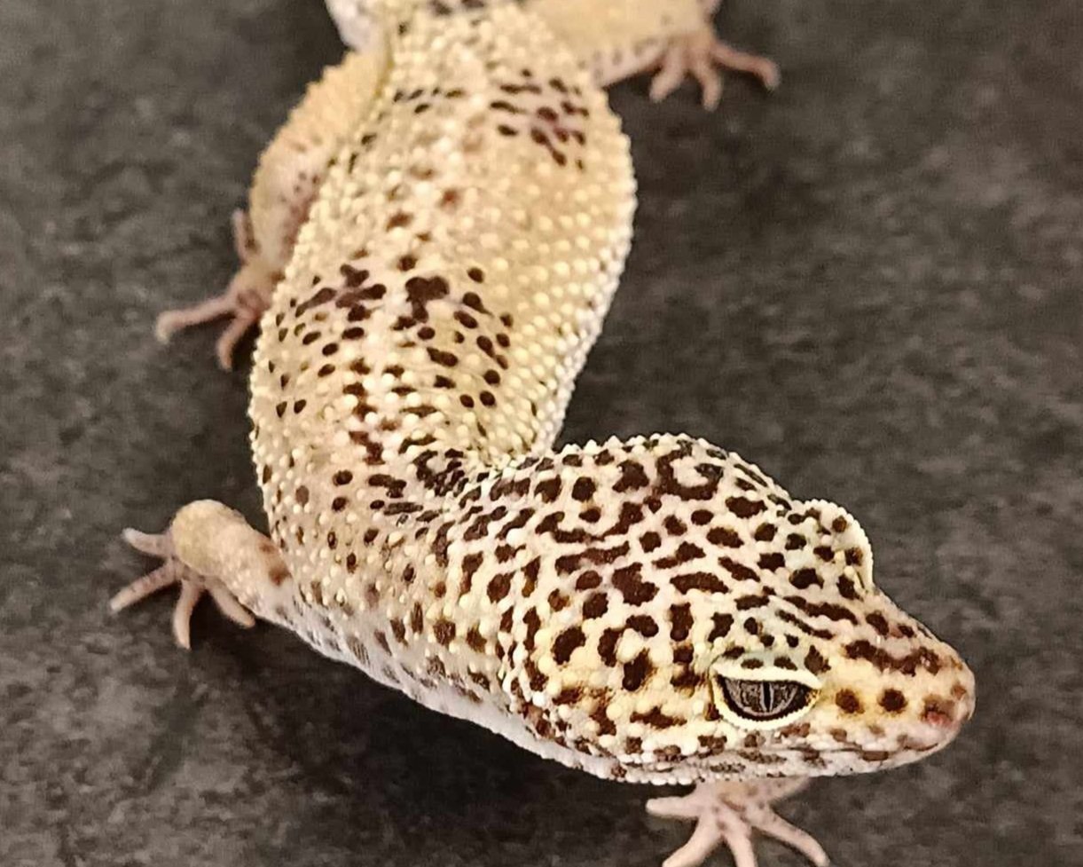 Leopard-Gecko-Lizard-Eublepharis-Macularius