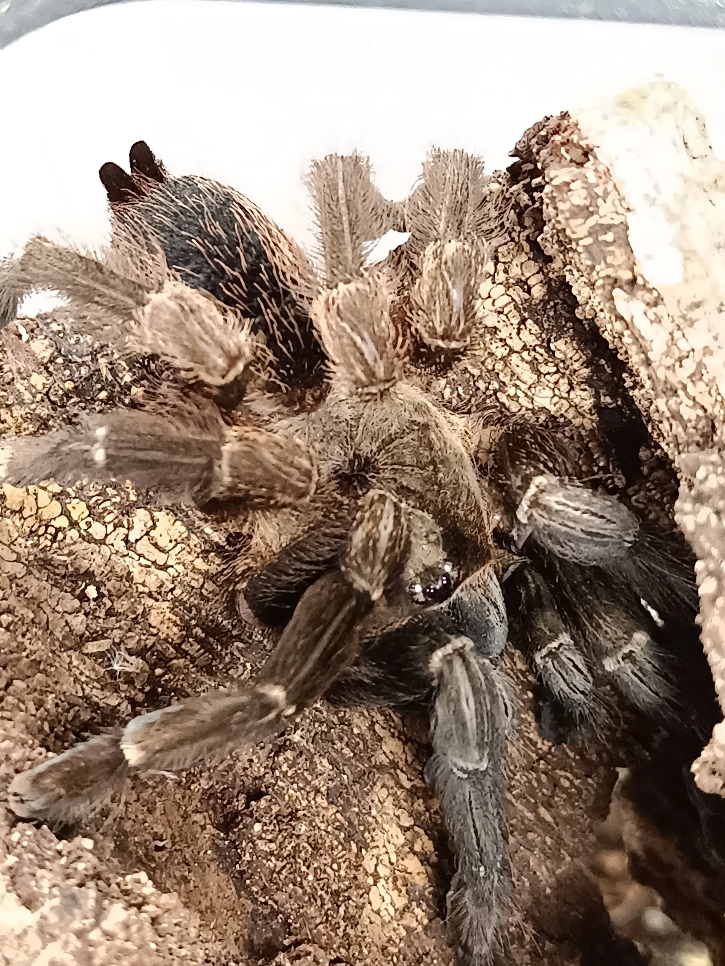 Costa rican orange mouth.jpg