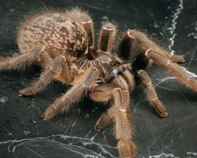 Straight-horned-Ceratogyrus-marshalli-Tarantula-Invertebrate