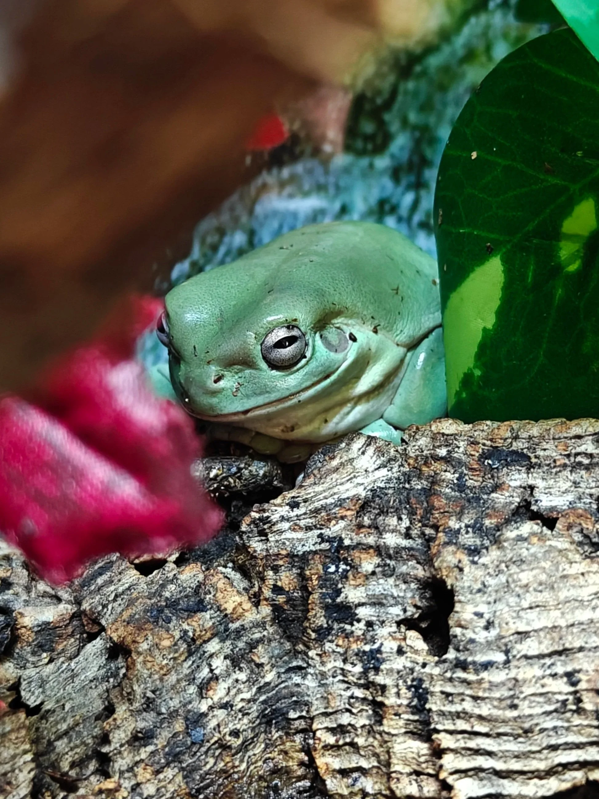 Frog-Whites-Tree-Frog-Litoria-caerulea