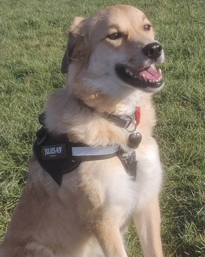 A smiling dog with a tan and white coat sitting on green grass, wearing a Julius-K9 harness and a red collar with a bone-shaped identification tag.