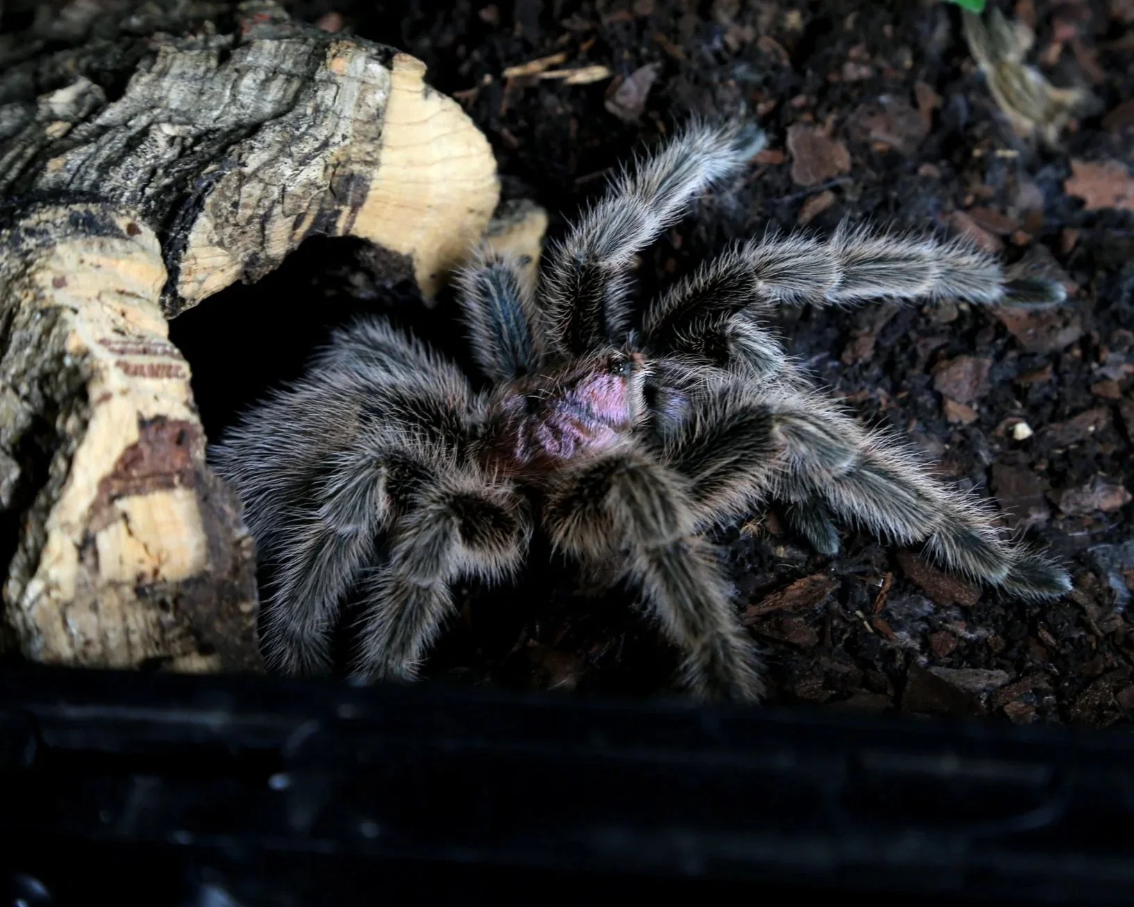 Tarantula-Spider-Cleaning-Enclosure