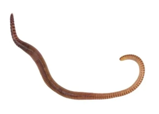 A close up of an Earthworm livefood