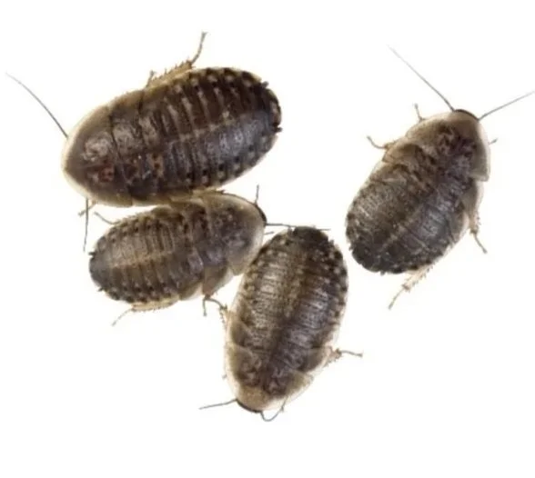 Group of 4 Dubia Roach Livefood on a White background