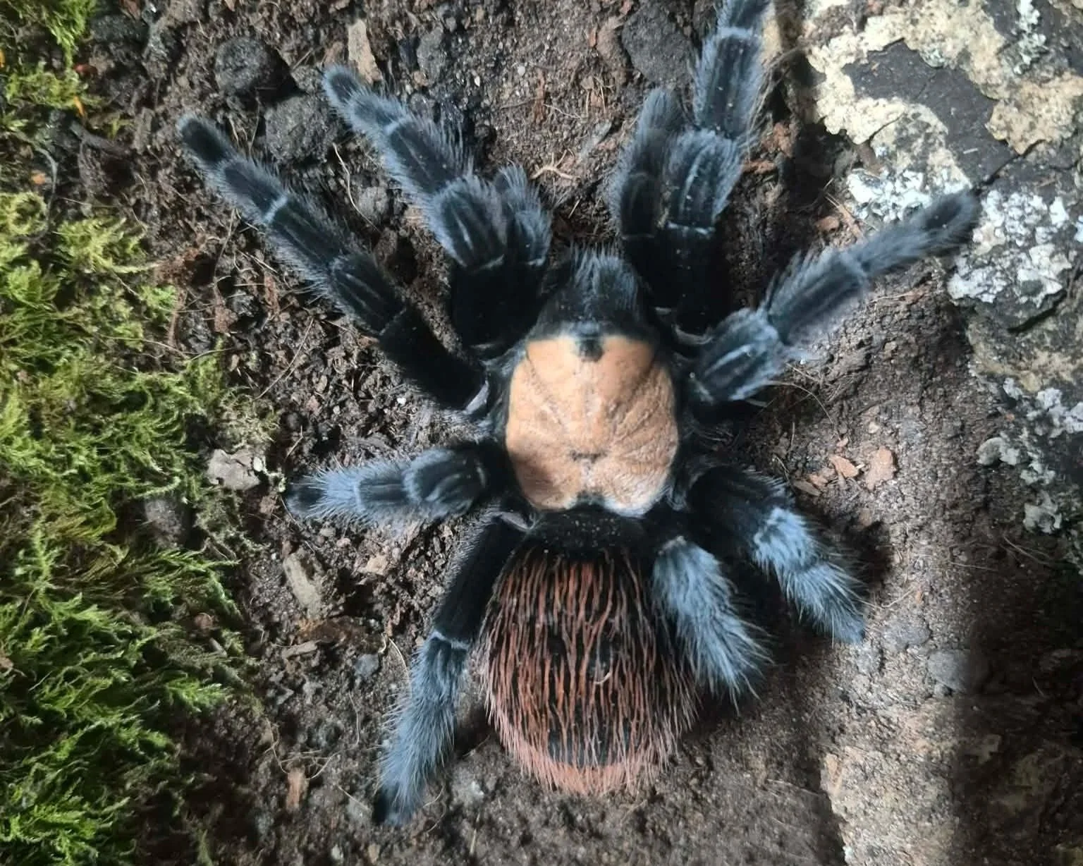 Mexican-Golden-Red-rump-Brachypelma-albiceps-Tarantula-Invertebrate